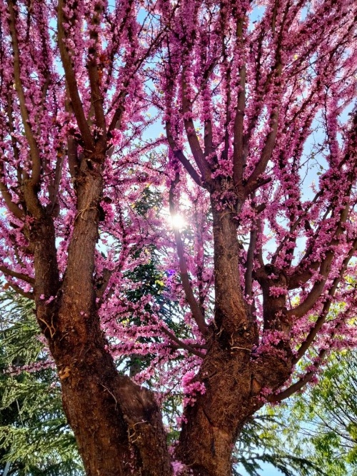 Casale Mammarella image 6